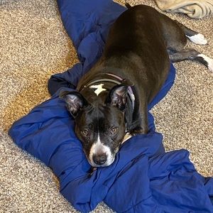 Meet your Posher, Dominic